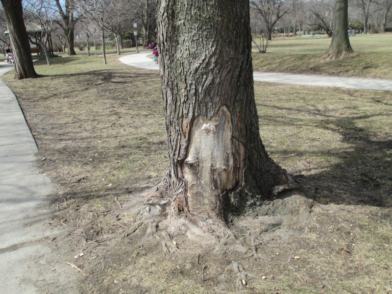 Tree Damage - With a Story