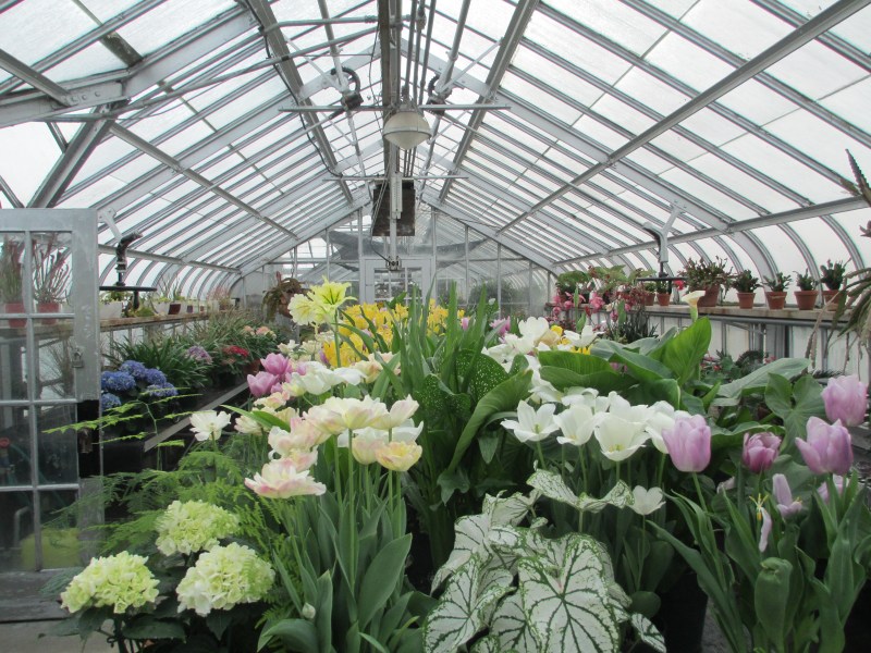 Westmount Green Houses