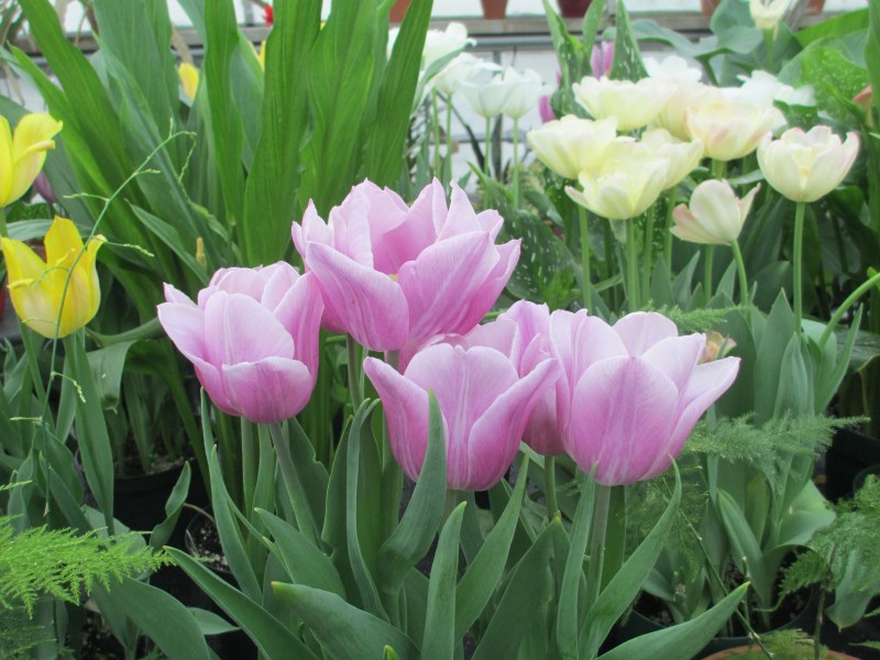 Westmount Green Houses