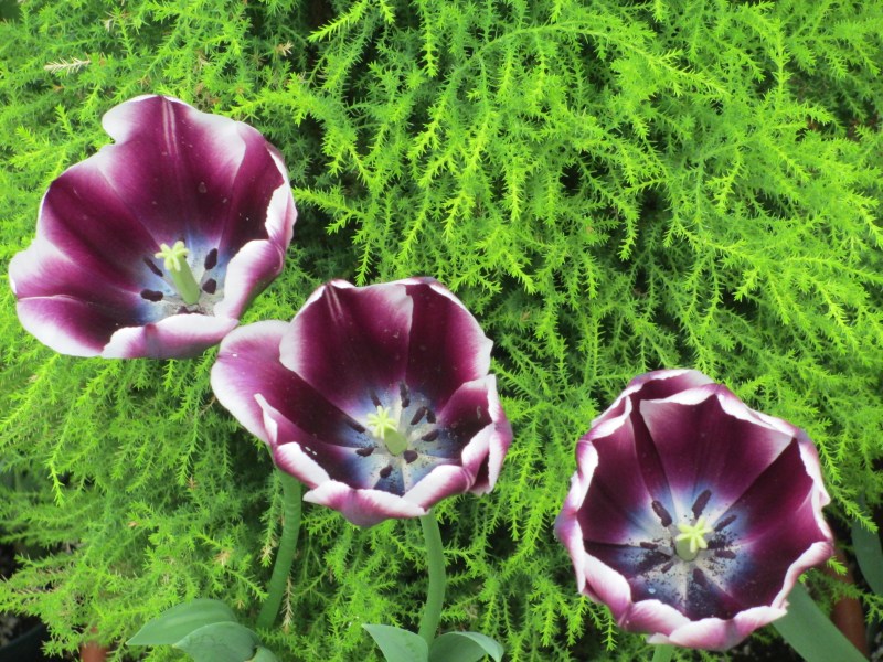 Westmount Green Houses