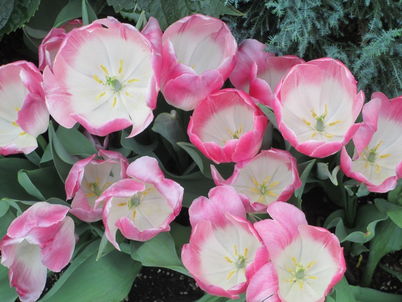 Westmount Green Houses