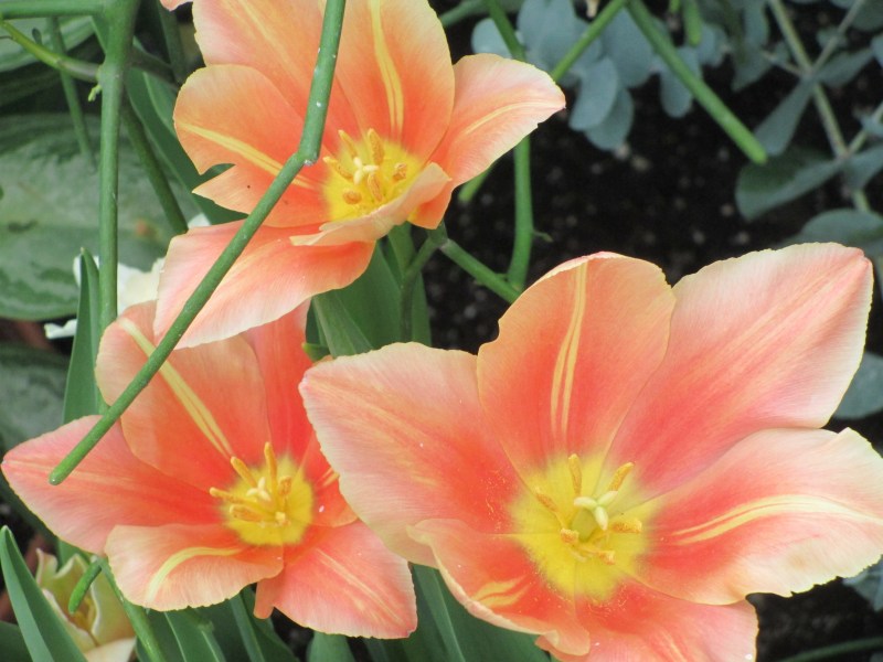 Westmount Green Houses