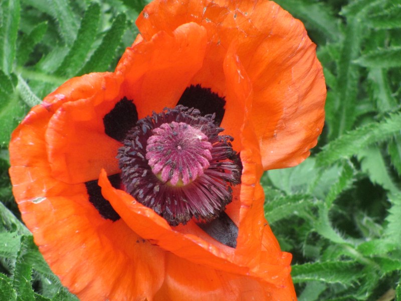 Poppy