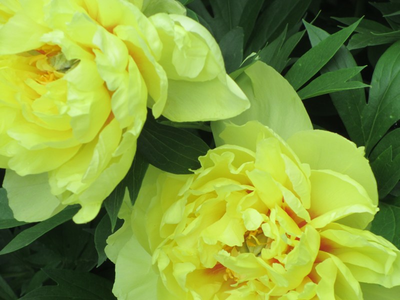 Yellow Begonias