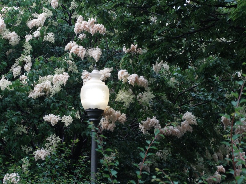Westmount Public Library