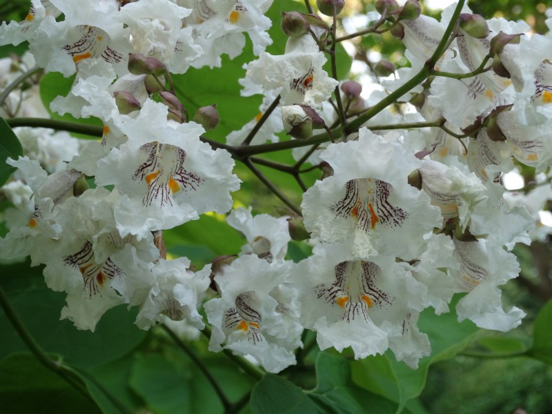 Westmount Park - Flowering Trees (Eudicotylendons)