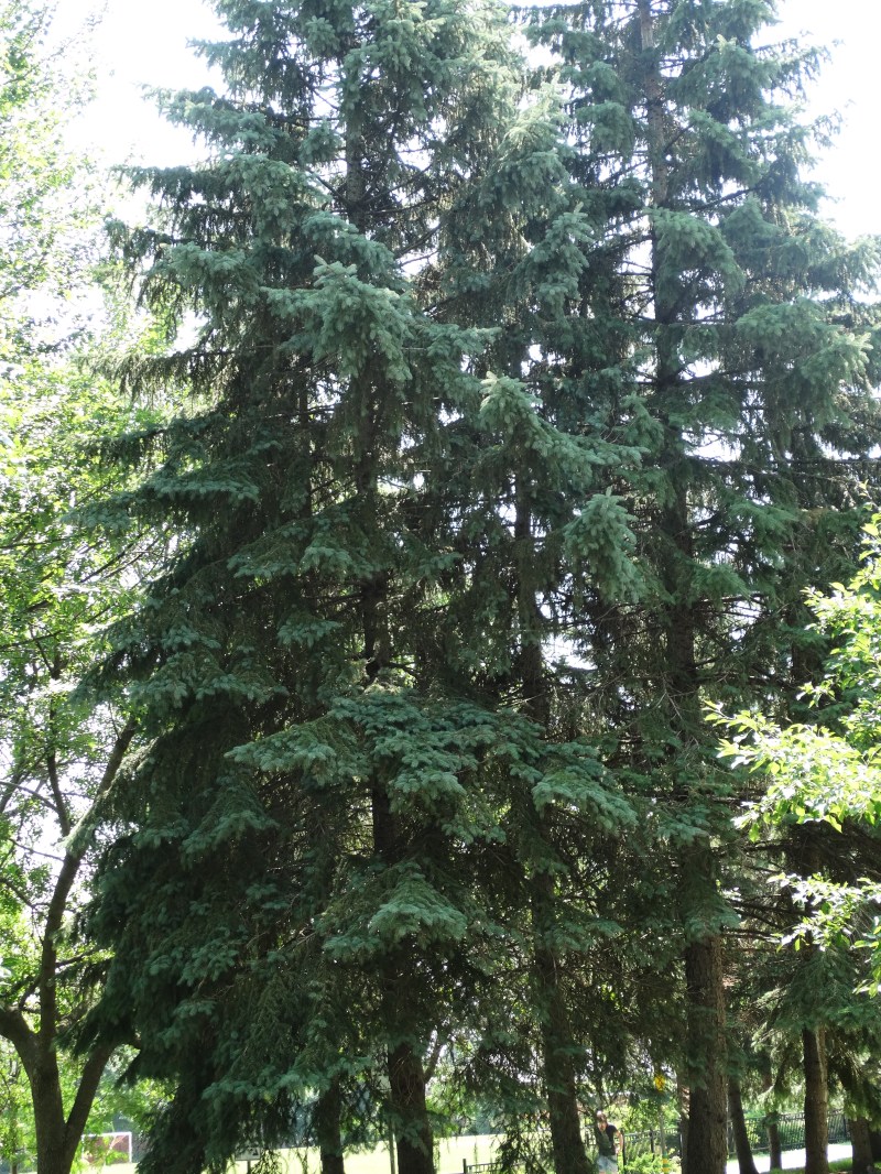 Westmount Park - Seed Trees (Conifers)