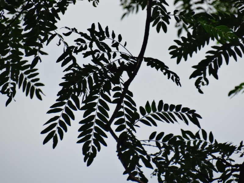 Westmount Park - Flowering Trees (Eudicotylendons)