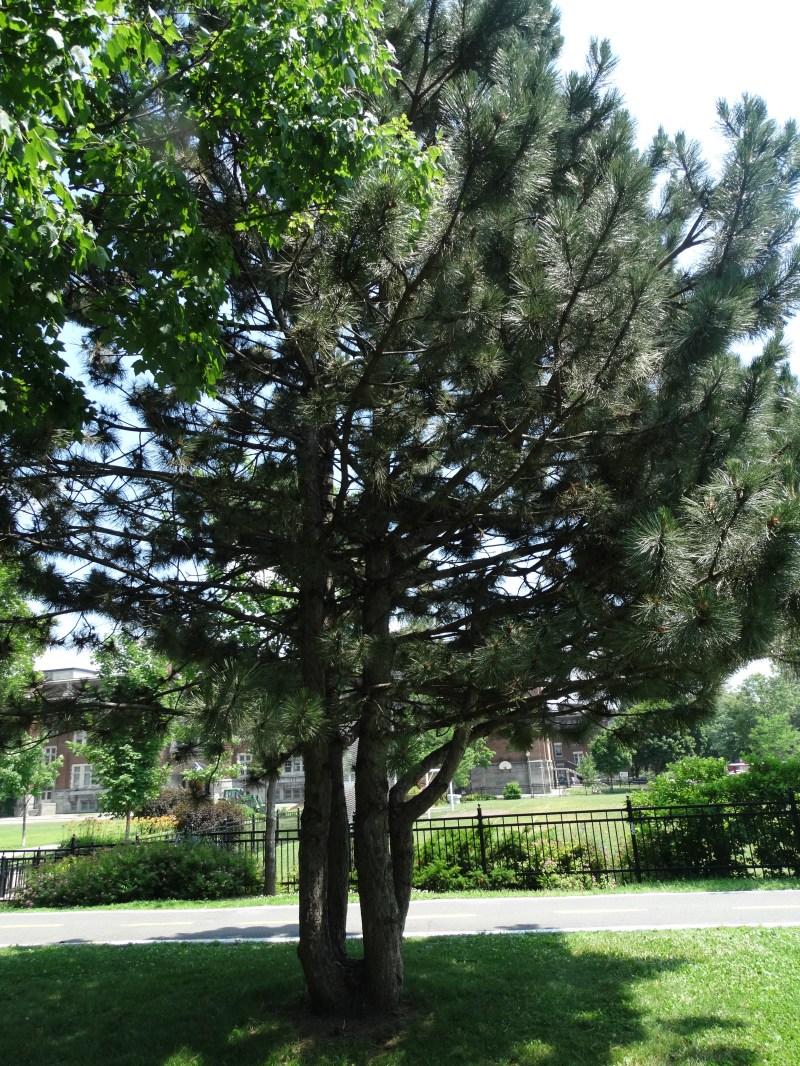 Westmount Park - Seed Trees (Conifers)