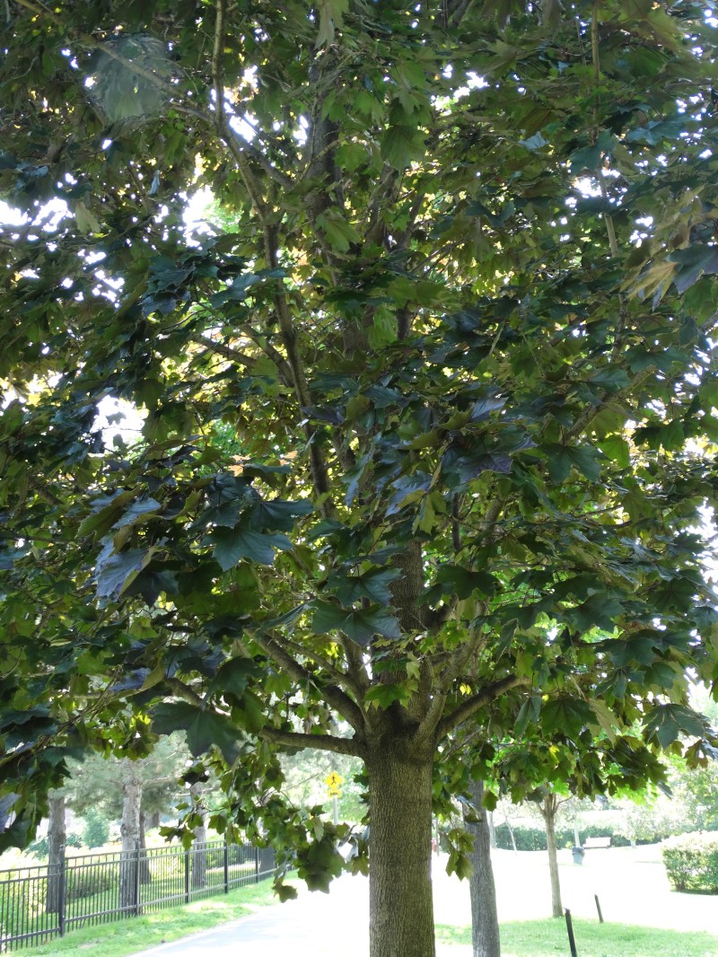 Westmount Park - Flowering Trees (Eudicotylendons)