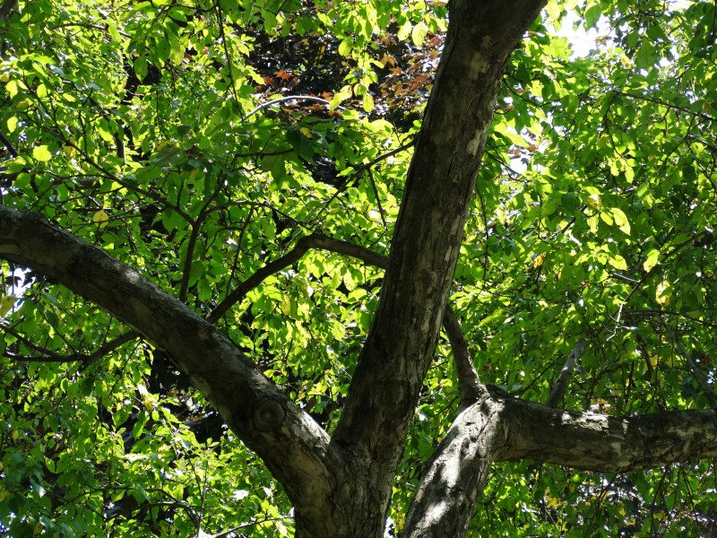 Westmount Park - Flowering Trees (Eudicotylendons)
