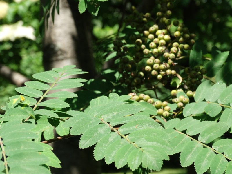 Westmount Park - Flowering Trees (Eudicotylendons)