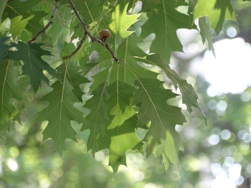 Westmount Park - Flowering Trees (Eudicotylendons)