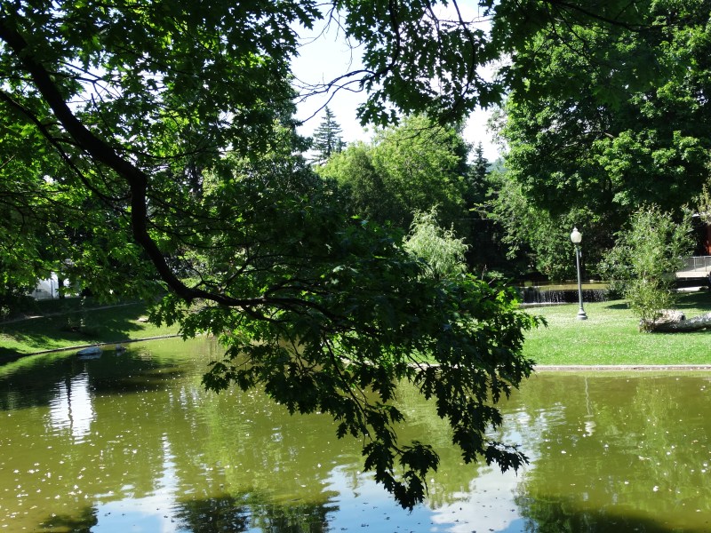 Westmount Park - Flowering Trees (Eudicotylendons)