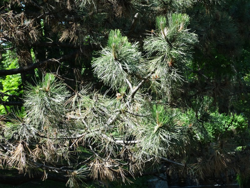 Seed Bearing Plants - Westmount Park