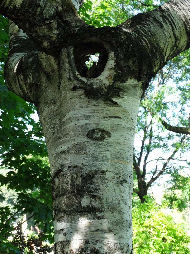 Westmount Park - Flowering Trees (Eudicotylendons)