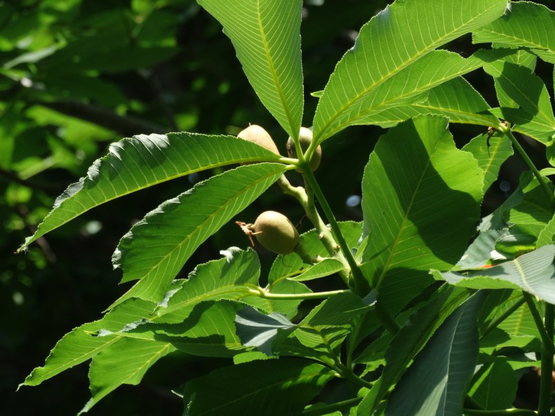 Westmount Park - Flowering Trees (Eudicotylendons)
