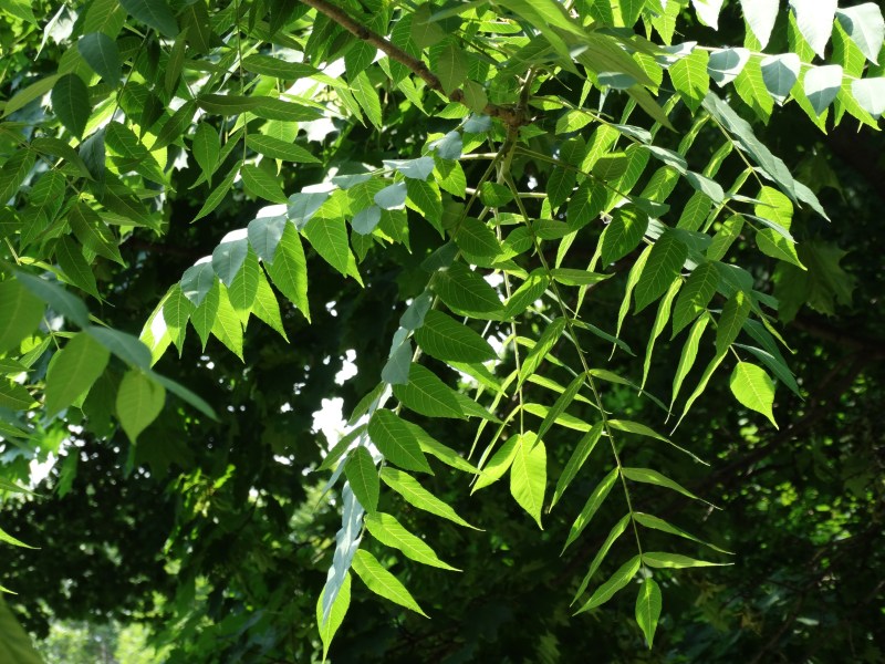 Westmount Park - Flowering Trees (Eudicotylendons)