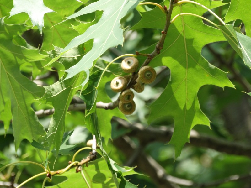 Westmount Park - Flowering Trees (Eudicotylendons)