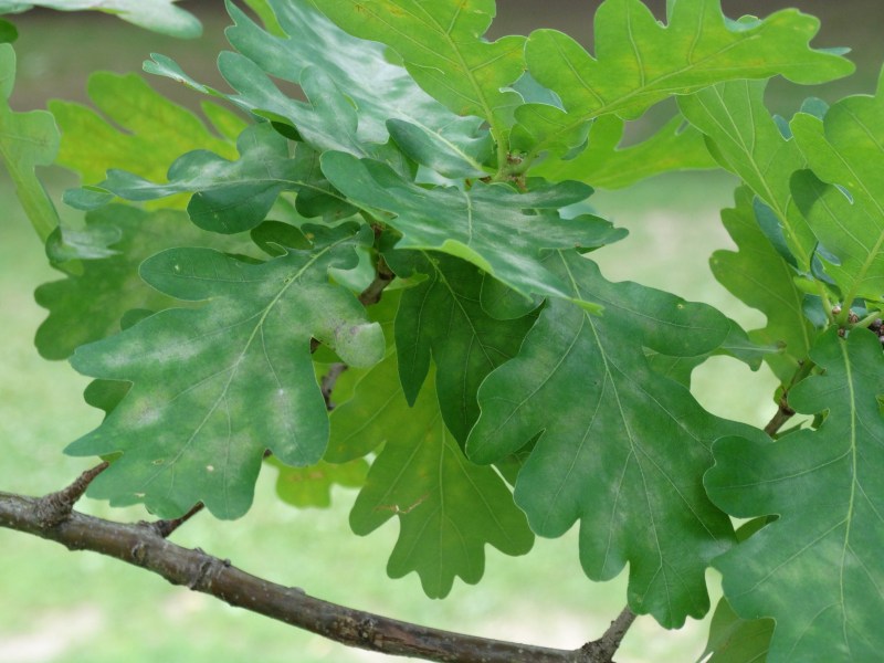 Westmount Park - Flowering Trees (Eudicotylendons)