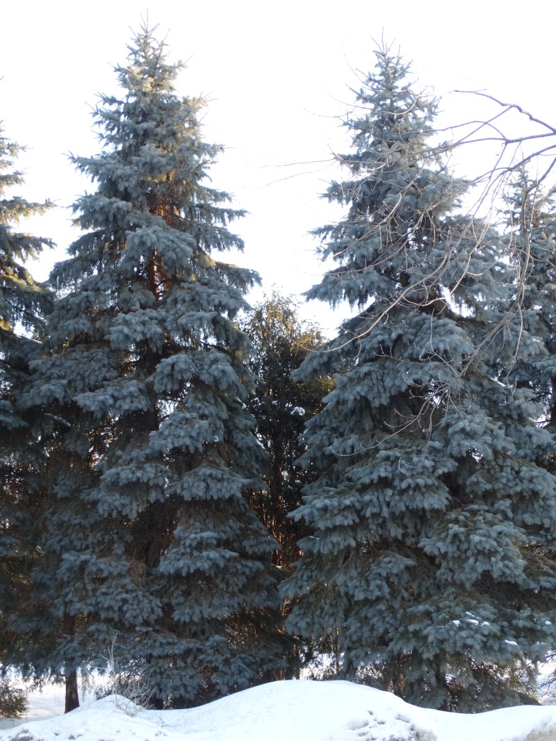 Silver Fir Pic