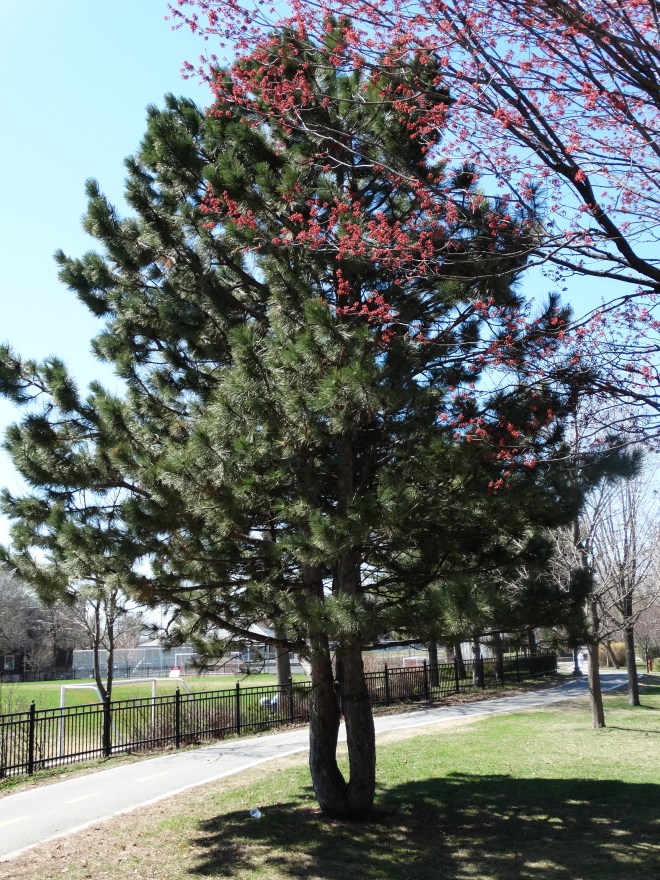 Westmount Park’s Red Pine & Coppiced Trees « Westmount Overlooked