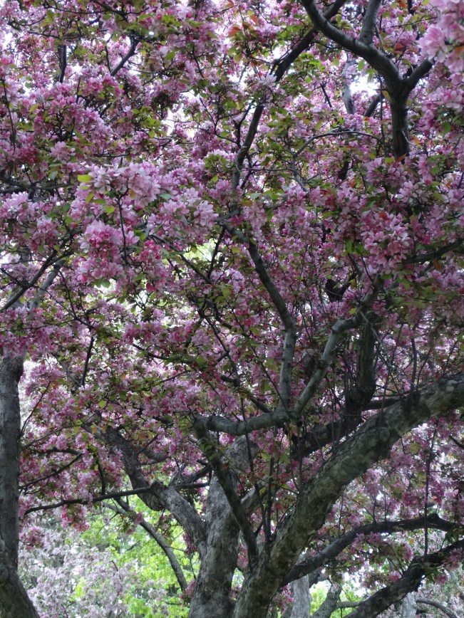 https://michaelld2003.com/wp-content/uploads/2015/05/crab-apple-westmount-park.jpg